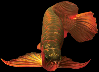 Chi tiết hơn 101 hình nền cá rồng đẹp hay nhất  Tin học Đông Hòa