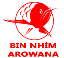 Cá Rồng Bin Nhím
